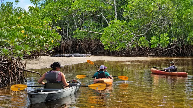 Kayakers paddling past an alligator resting on a sandy bank