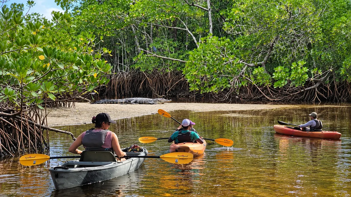 Kayakers paddling past an alligator resting on a sandy bank