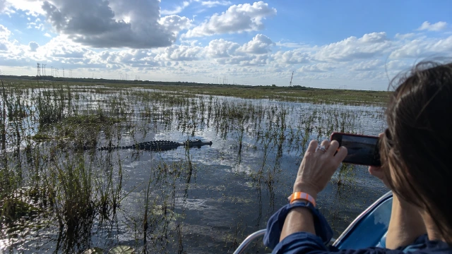 Guest photographing an alligator in the marsh